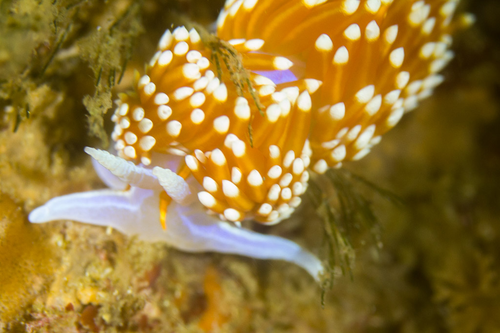 Hermissenda crassicornis